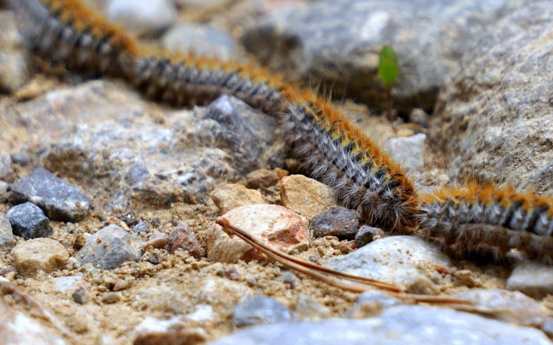 Keio Jardins_Oruga procesionaria del pino