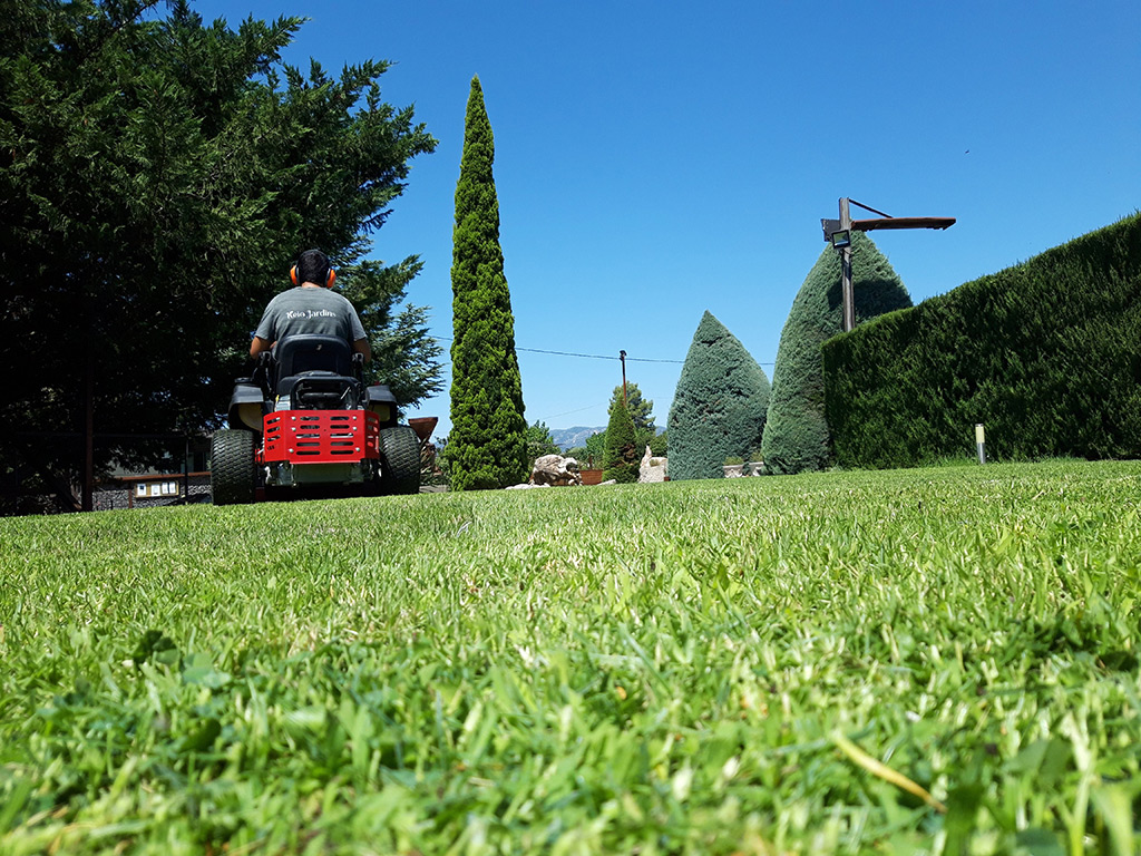 Cuidados básicos para lucir un césped vigoroso