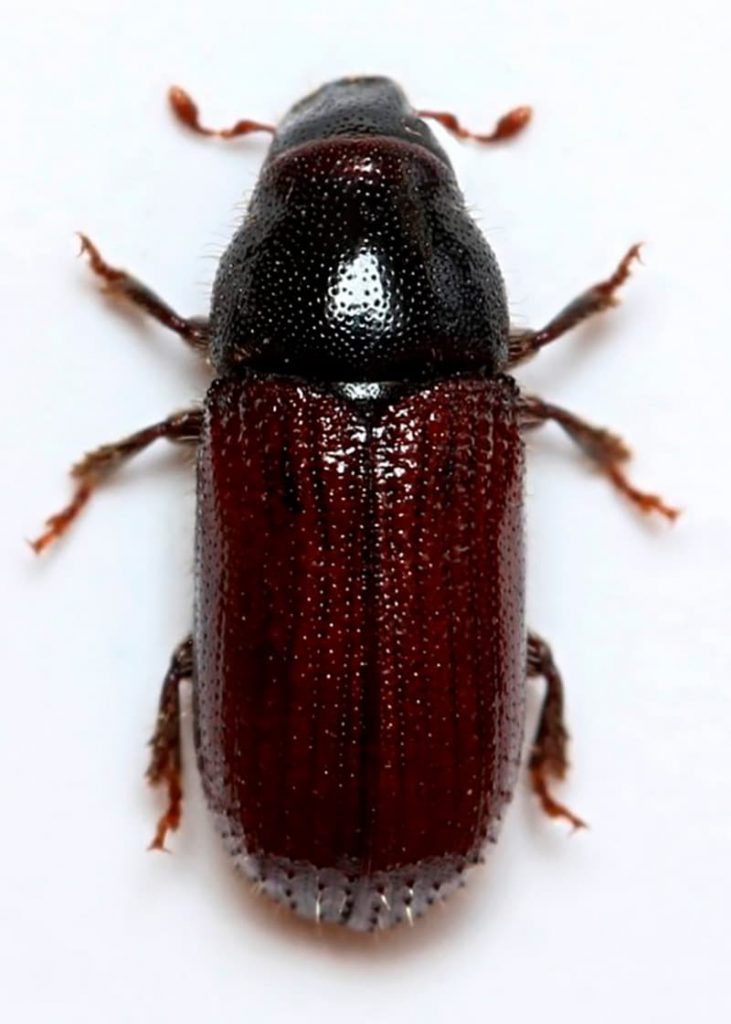 Tratamiento plaga Tomicus para pinos