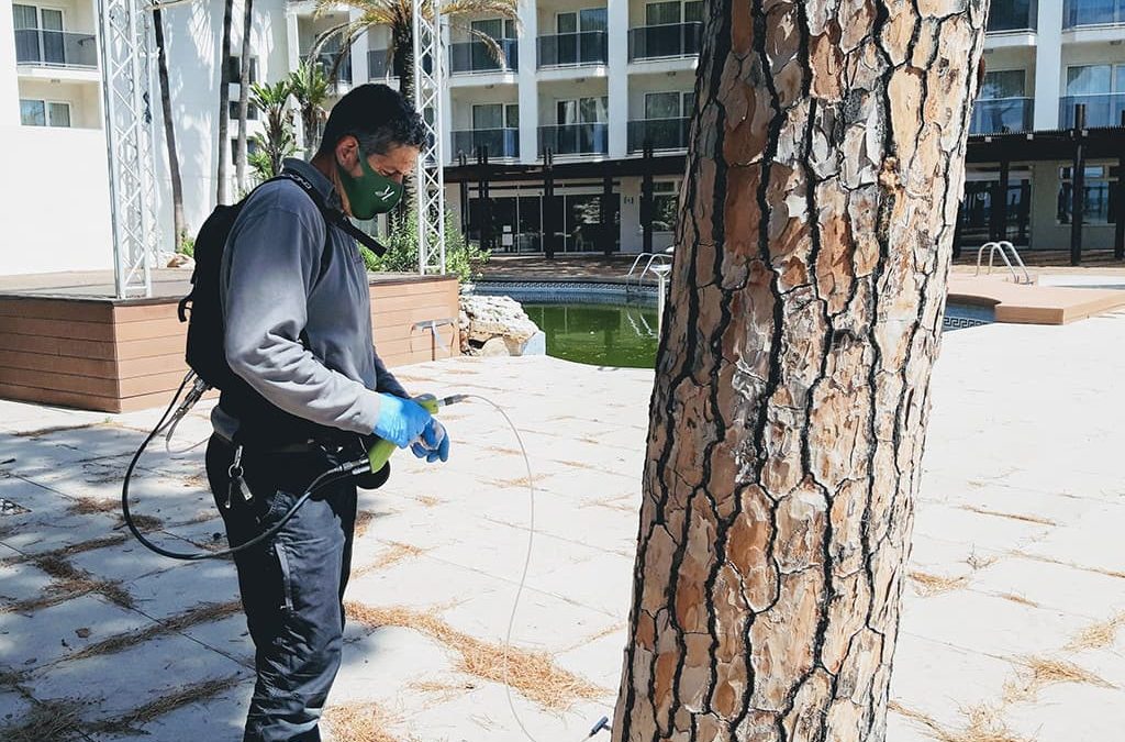 Tratamiento plaga Tomicus para pinos