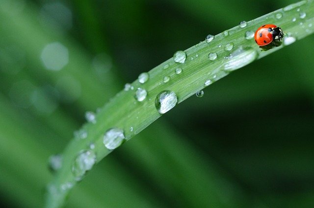 Hoja con gotas de agua