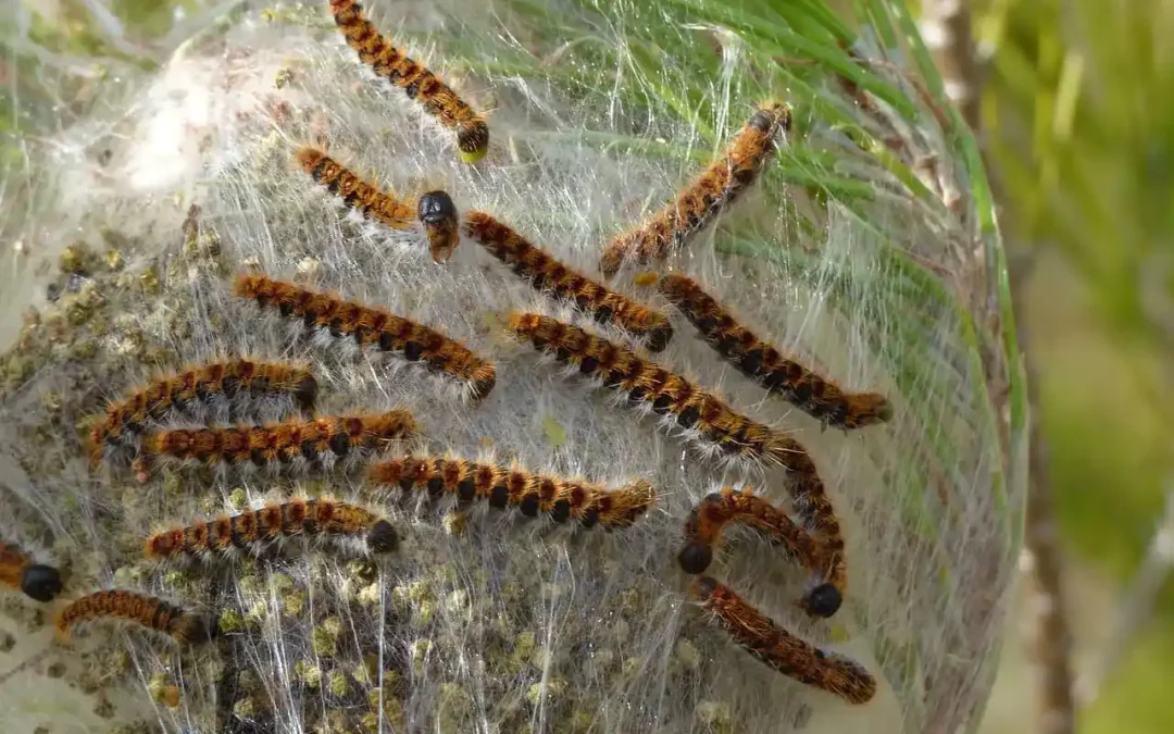 Nido de orugas procesionarias en un pino