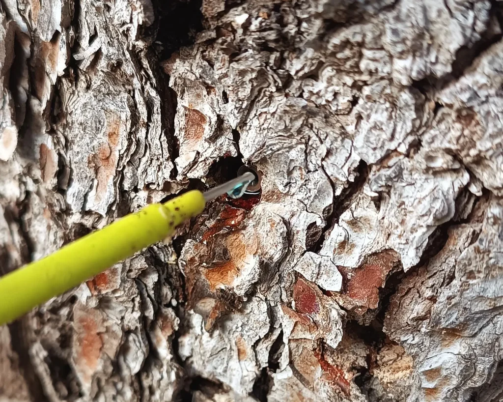 Keio Jardins_Endoterapia para tratar las plagas