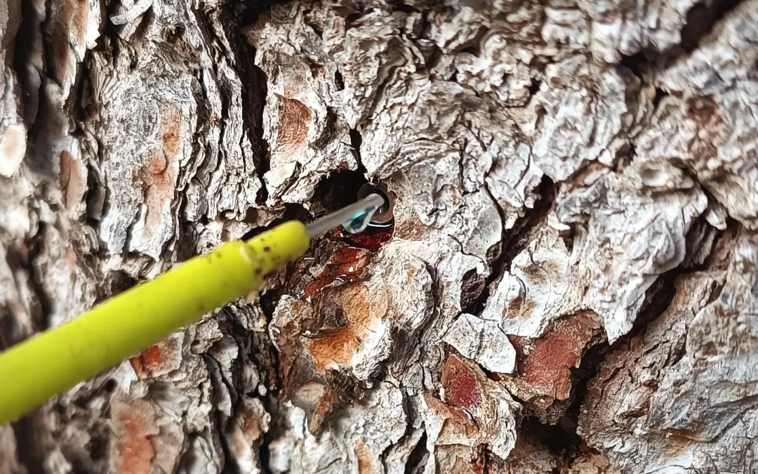 Keio Jardins_Endoterapia para tratar las plagas