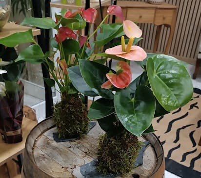 Keio Jardins_ Regalo anturio kokedama