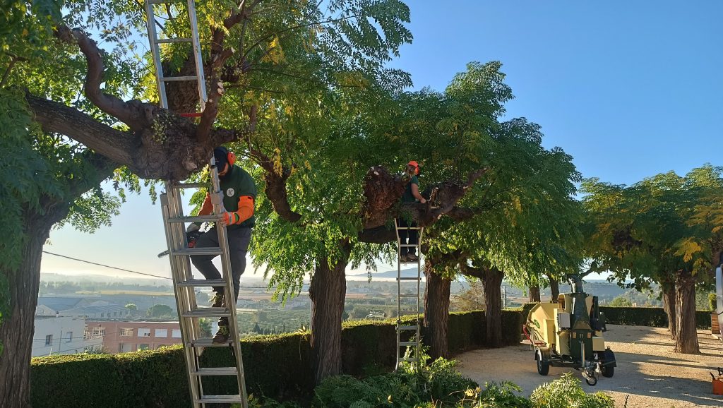 Keio Jardins_Poda de árboles