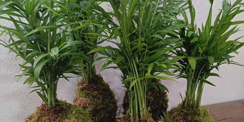 Kokedama-planta-sense-test-keio-jardins